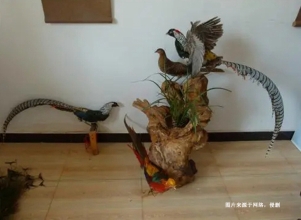 荷蘭蕉鵑生態(tài)動(dòng)物標(biāo)本進(jìn)口報(bào)關(guān)資料到北京機(jī)場(chǎng)案例